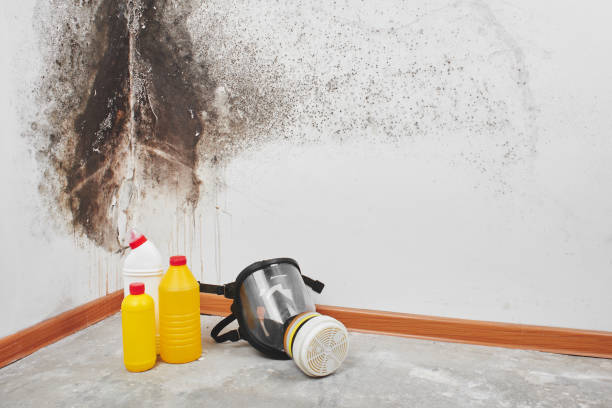 Best Mold Testing  in Mccom, OH