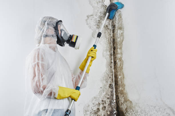 Best Residential Mold Removal  in Mccom, OH