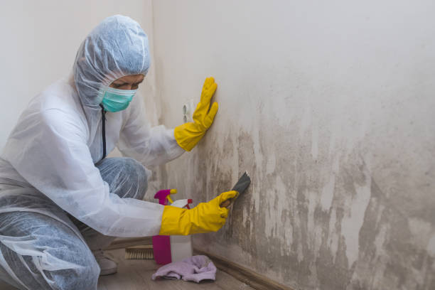 Best Emergency Mold Removal  in Mccom, OH