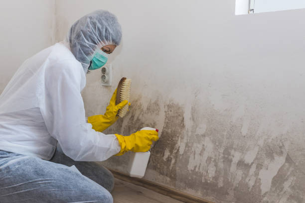 Best Black Mold Removal  in Mccom, OH