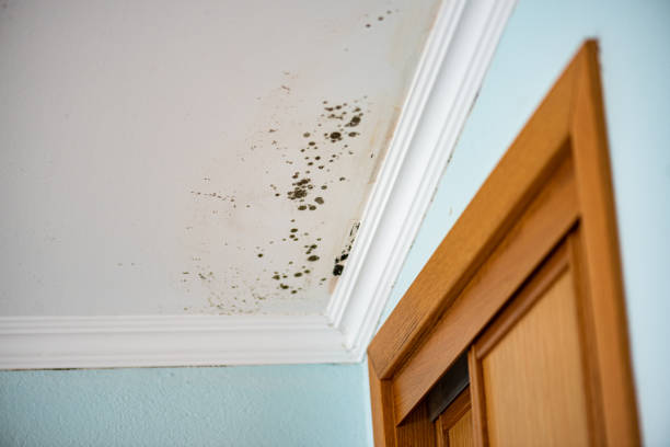 Best Commercial Mold Removal  in Mccom, OH