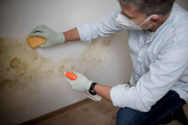 Mold Removal and Inspection in Mccom, OH