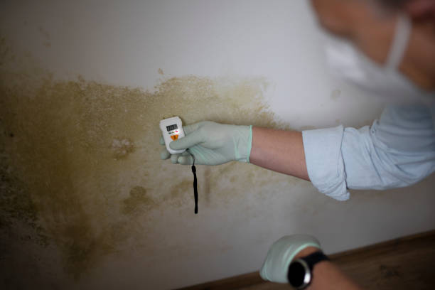 Trusted Mccom, OH Mold Removal Experts