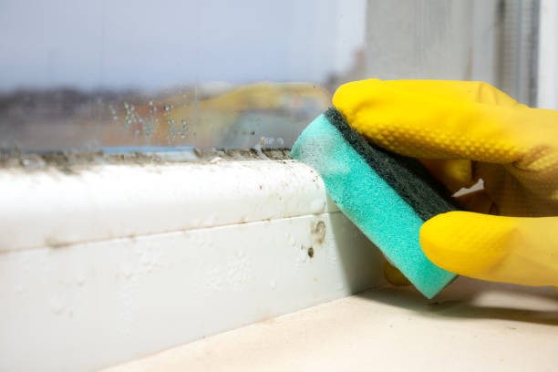 Best Office Mold Removal Services  in Mccom, OH