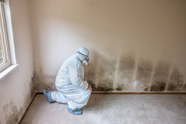 Best Local Mold Removal Service  in Mccom, OH