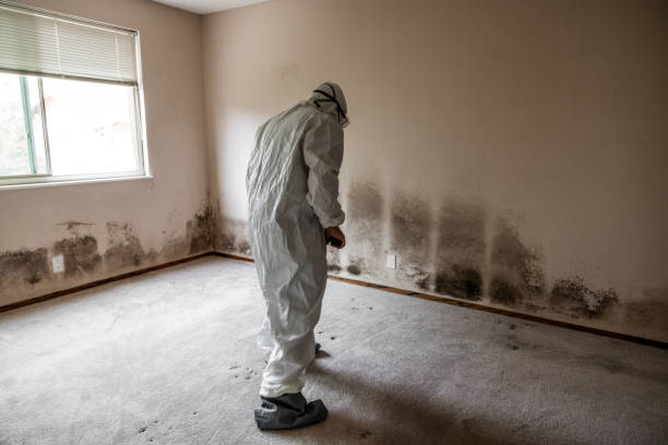 Best Affordable Mold Removal  in Mccom, OH